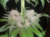 X-KUSH_1_C_280809.JPG