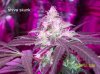 shiva & super skunk 7 weeks into flower. 15 days under 180w g.jpg