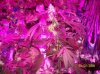 shiva & super skunk 7 weeks into flower. 15 days under 180w e.jpg