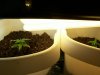 growbox 010.jpg