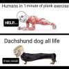 humans-1-minute-plank-exercise-help-dachshund-dog-all-life-imao-weak.jpeg