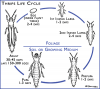 thrips-life-cycle.png