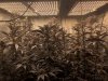 gd@MarijuanaFarmer-SF2000+SF4000-3.jpg