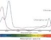 Isolation of Chlorophylls and Beta Carotene from Plant Leaves ...