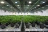 oregon-cannabis-facility-design-cultivation_021-1718289042.jpg