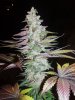 X-KUSH_2_D_280809.JPG