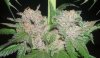 X-KUSH_1_E_280809.JPG