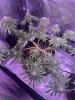 IMG_1679.jpeg