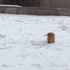 playing-in-the-snow-dog.gif