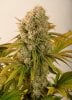 Columbian Gold bud untrimmed.jpg