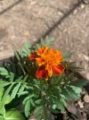 IMG_7456.jpeg