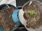 Autos__04_08_2025_01.jpg