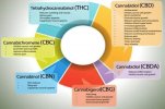 Chart 2 Terpes Cannaboids.jpg