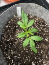 Autos__04_12_2025_02.jpg