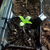 seedling-1-week.jpg