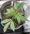 Autos__04_20_2025_02.jpg