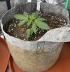 Autos__04_20_2025_03.jpg