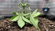 6048716_grow-journal-by-kovsh420royal-queen-seedsamnesia-haze.jpg