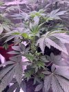 IMG_0162.jpeg