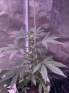 IMG_0166.jpeg