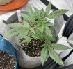 Autos__04_23_2025_03.jpg