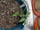 Autos__04_23_2025_02a.jpg