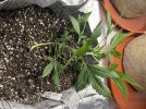 Autos__04_23_2025_03a.jpg
