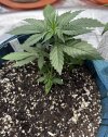 Autos__04_26_2025_01.jpg