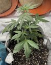 Autos__04_26_2025_02.jpg