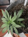 Autos__04_26_2025_04.jpg