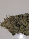 skunk Puck (1).jpg