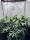 IMG_1702.jpeg