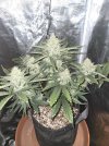 Pop Tarts OG 8 wks 01.jpg