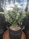Pop Tarts OG 8 wks 02.jpg