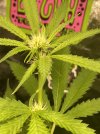 IMG_9890.jpeg