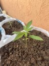 IMG_7203.jpeg