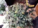 IMG_0284.jpeg