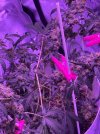 IMG_1033.jpeg