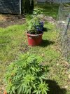 IMG_0181.jpeg