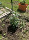 IMG_0185.jpeg
