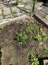 IMG_0186.jpeg