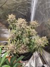 Pop Tarts OG 0519 3.jpg