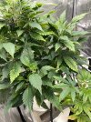 IMG_0004.jpeg