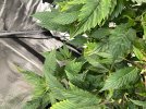 IMG_0006.jpeg