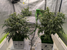 Goldstriker autoflowers - Day 38 - moved from 2x4 to 4x4 tent.png