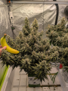 Goldstriker autoflower - Day 63 - banana for scale - fan leaf tips showing nutrient burn - UVA...png