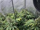 IMG_2431.jpeg