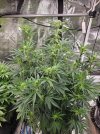Forum Stomper x Grape Walker Kush 5 27 2025.jpg