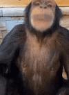 IMG_0231.gif