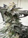 IMG_0231.jpeg